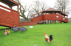 Things to do in County Kerry, Ireland - Kennedy's Pet Farm - YourDaysOut