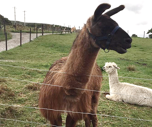 Things to do in County Donegal, Ireland - Errigal View Pet Farm - YourDaysOut