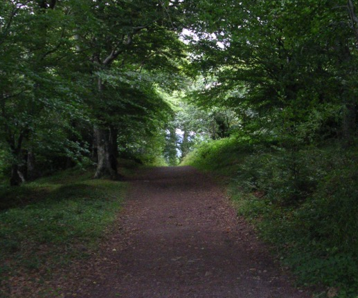 Glen of Downs Forest Walk - YourDaysOut