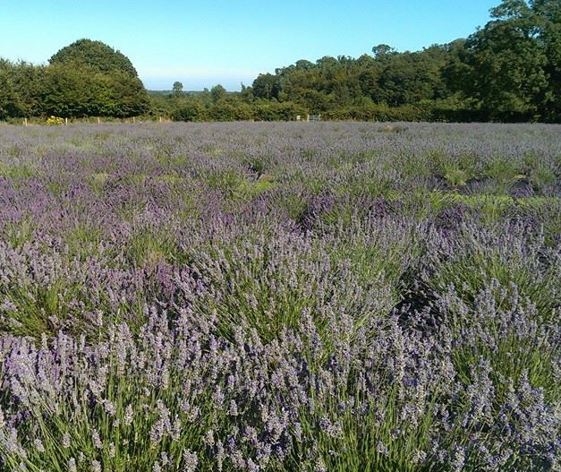 Wexford Lavender Farm - YourDaysOut