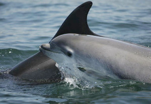 Things to do in County Clare, Ireland - Dolphin Watch - YourDaysOut