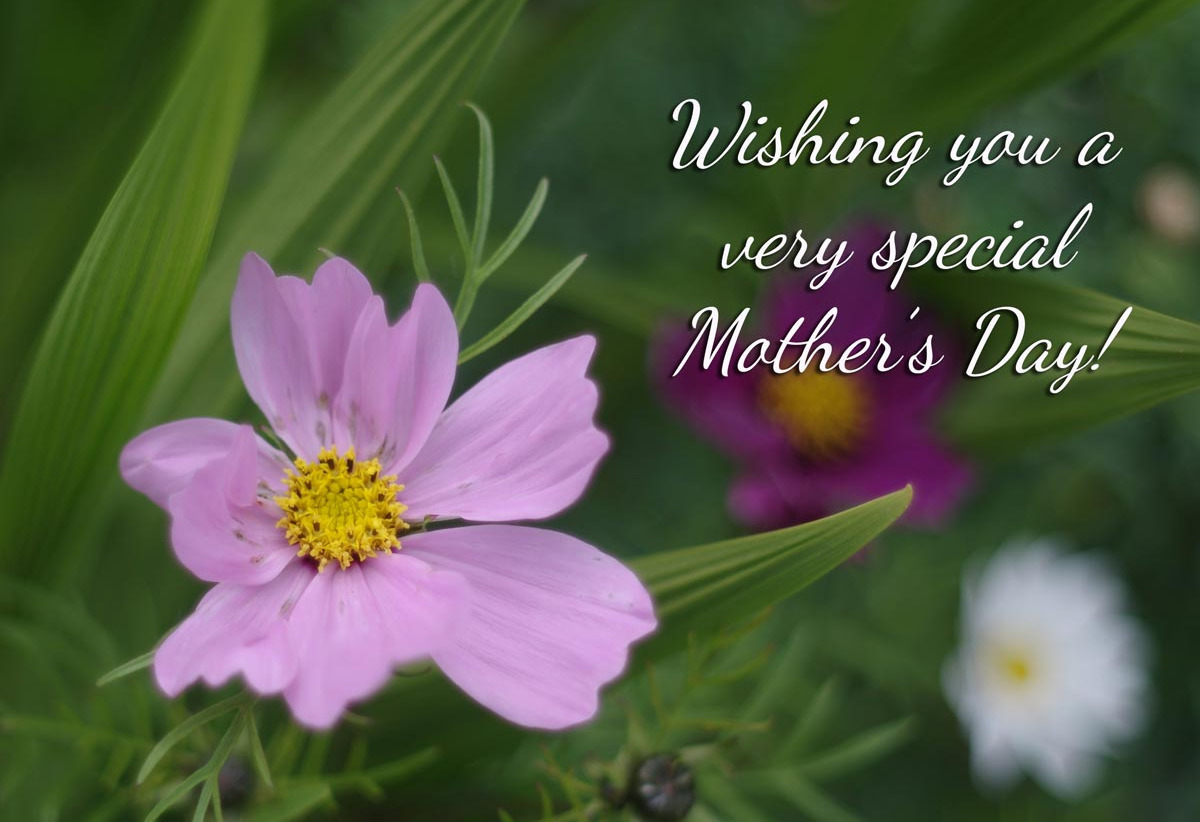 Mother's Day Celebration Lunch | Events On In Galway Ireland | Your