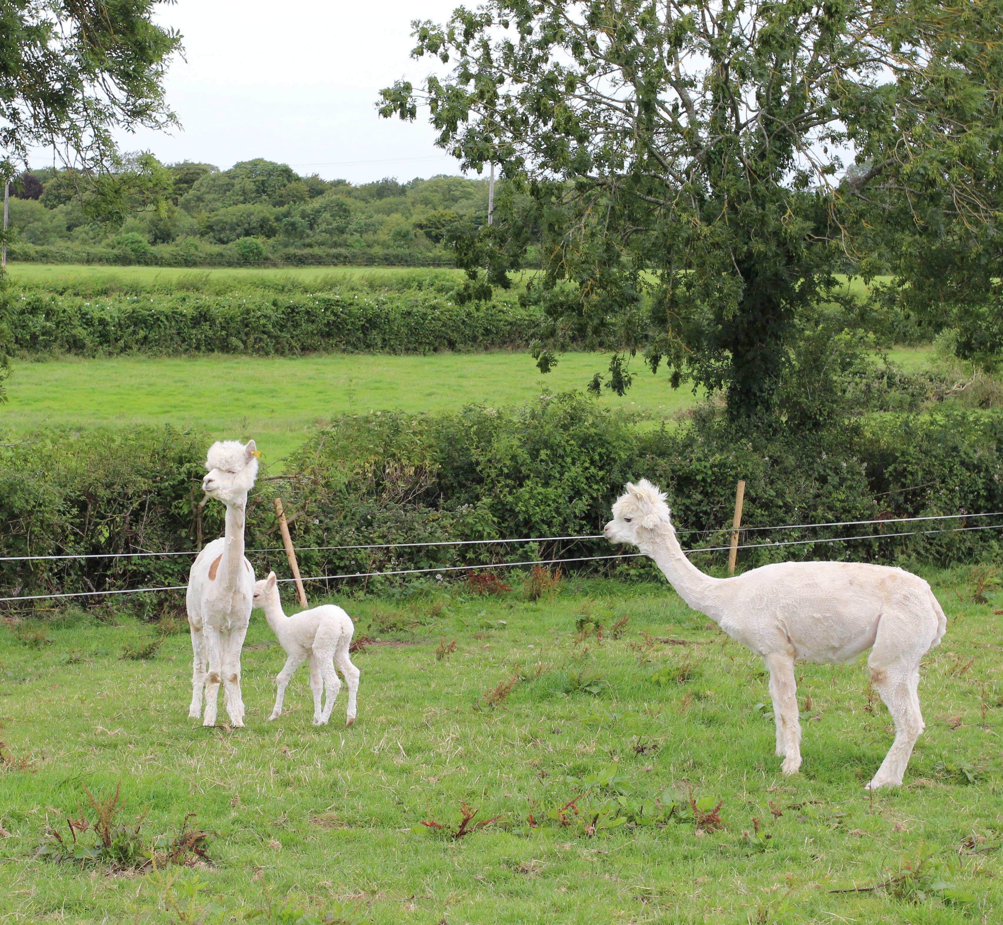 Things to do in County Tipperary, Ireland - Tearaways Pet Farm & Activity Centre - YourDaysOut - Photo 8