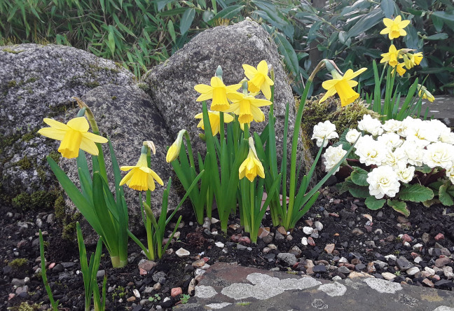 Things to do in County Carlow, Ireland - Daffodil Weekend - YourDaysOut