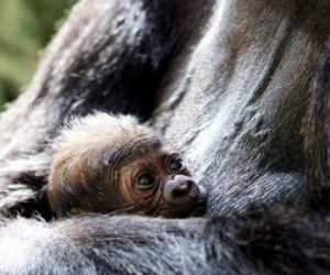 New Gorilla in our midst: The new arrival held closely by it's mother. © Dublin Zoo / Twitter - YourDaysOut