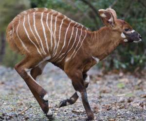 New arrival: The eastern bongo was born on 5th January. © Dublin Zoo - YourDaysOut